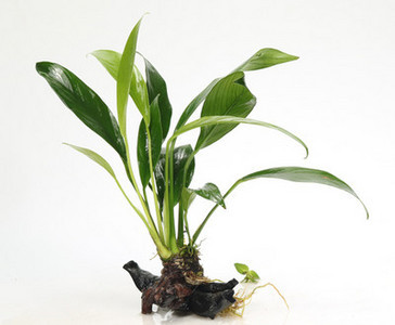 Изкуствена декорация за аквариум - дървета и растения