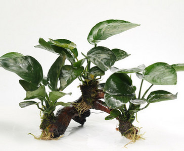 Изкуствена декорация за аквариум - дървета и растения