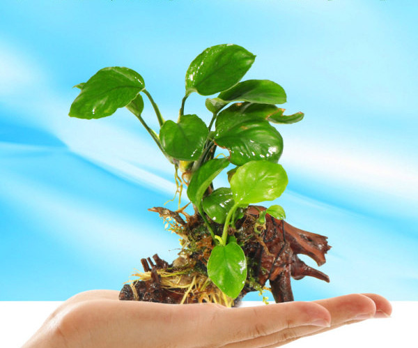 Изкуствена декорация за аквариум - дървета и растения