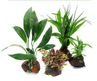 Akvaariumi kunstkaunistus - taimed ja muru