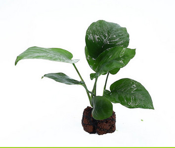 Akvaariumi kunstkaunistus - taimed ja muru