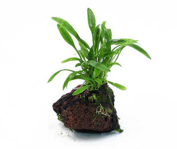 Akvaariumi kunstkaunistus - taimed ja muru