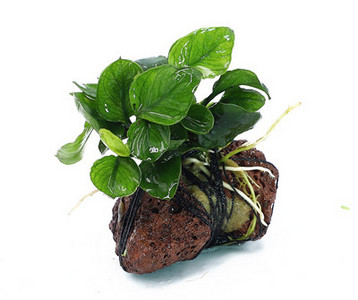 Akvaariumi kunstkaunistus - taimed ja muru