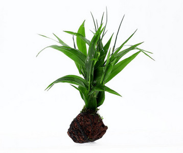 Akvaariumi kunstkaunistus - taimed ja muru