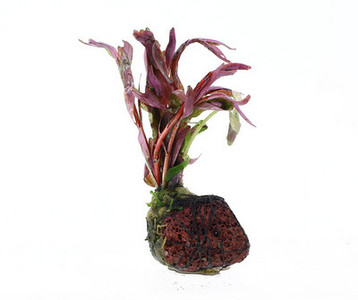 Akvaariumi kunstkaunistus - taimed ja muru