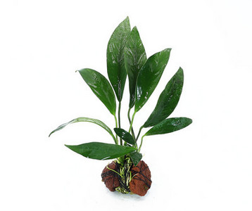 Akvaariumi kunstkaunistus - taimed ja muru