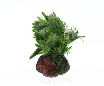 Akvaariumi kunstkaunistus - taimed ja muru