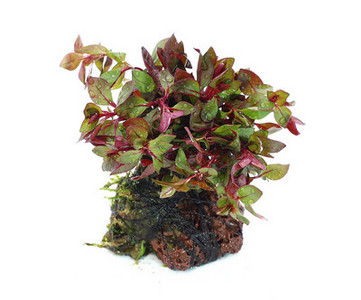 Akvaariumi kunstkaunistus - taimed ja muru