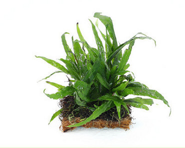 Akvaariumi kunstkaunistus - taimed ja muru