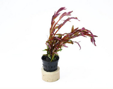 Akvaariumi kunstkaunistus - taimed ja muru