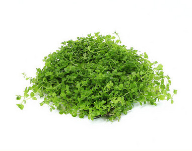 Akvaariumi kunstkaunistus - taimed ja muru