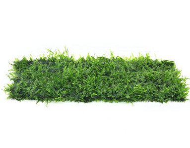 Akvaariumi kunstkaunistus - taimed ja muru