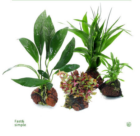 Akvaariumi kunstkaunistus - taimed ja muru