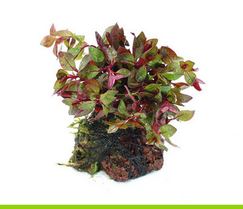 Lillekaunistus akvaariumi jaoks