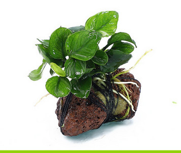 Lillekaunistus akvaariumi jaoks