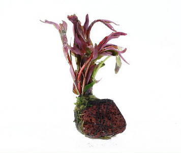 Lillekaunistus akvaariumi jaoks