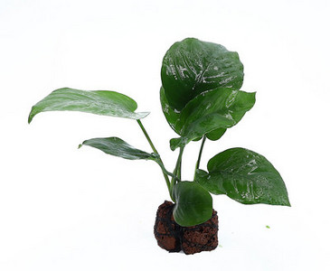 Lillekaunistus akvaariumi jaoks