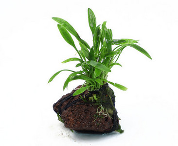 Lillekaunistus akvaariumi jaoks