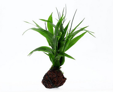 Lillekaunistus akvaariumi jaoks