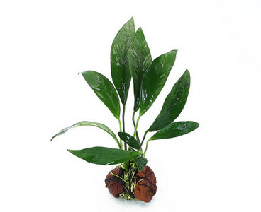 Lillekaunistus akvaariumi jaoks