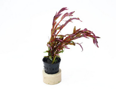 Lillekaunistus akvaariumi jaoks