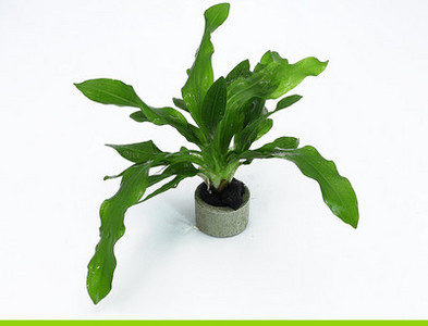 Lillekaunistus akvaariumi jaoks