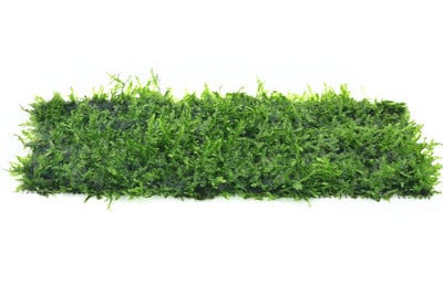 Lillekaunistus akvaariumi jaoks