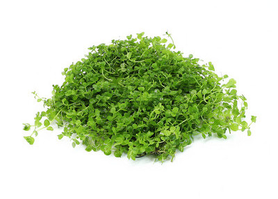 Lillekaunistus akvaariumi jaoks