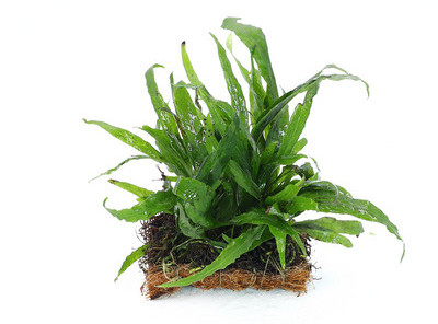 Lillekaunistus akvaariumi jaoks