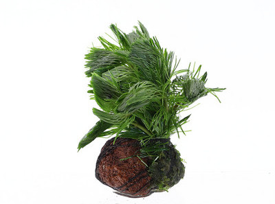 Lillekaunistus akvaariumi jaoks