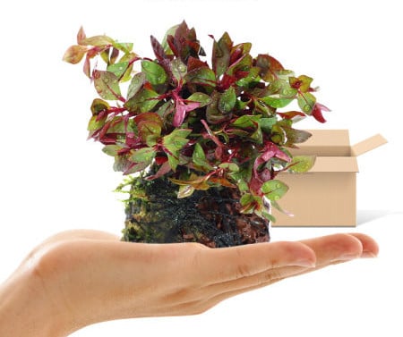 Lillekaunistus akvaariumi jaoks