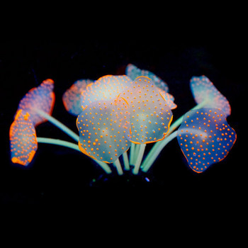 Διακόσμηση ενυδρείου - κοράλλι