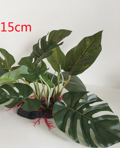 Plantă ornamentală pentru acvariu