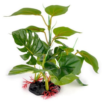 Καλλωπιστικό φυτό για ενυδρείο