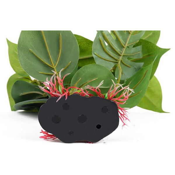 Plantă ornamentală pentru acvariu