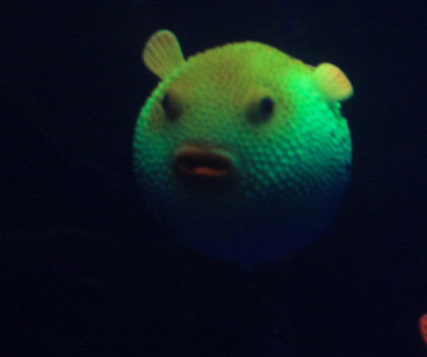 Decor artificial pentru acvariu - pește