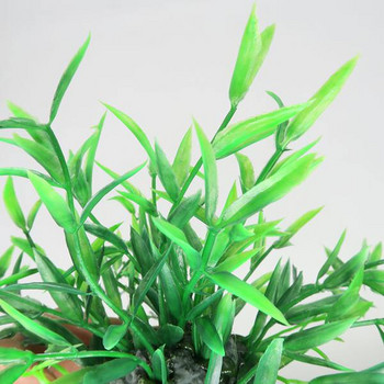 Декоративно зелено растение за аквариум