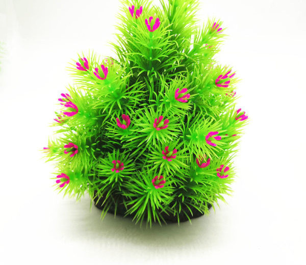 Διακοσμητικό πράσινο φυτό για ενυδρείο