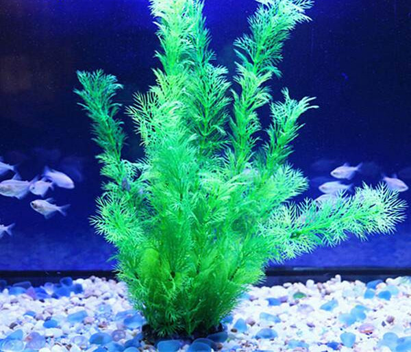 Dekoratyviniai augalai, tinkami akvariumui
