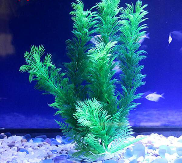 Dekoratyviniai augalai, tinkami akvariumui