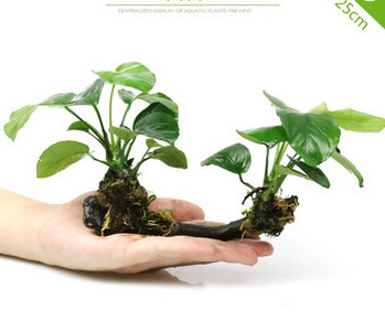 Akvaariumi dekoratiivsed rohelised lilled ja muru