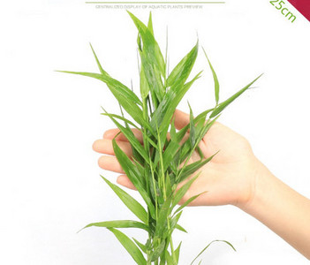 Akvaariumi dekoratiivsed rohelised lilled ja muru