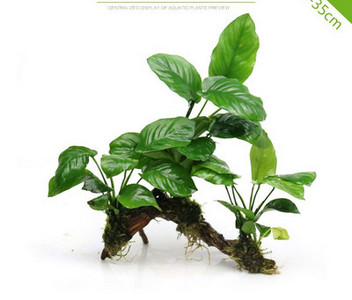 Akvaariumi dekoratiivsed rohelised lilled ja muru