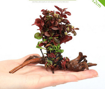 Akvaariumi dekoratiivsed rohelised lilled ja muru