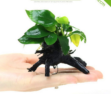 Akvaariumi dekoratiivsed rohelised lilled ja muru