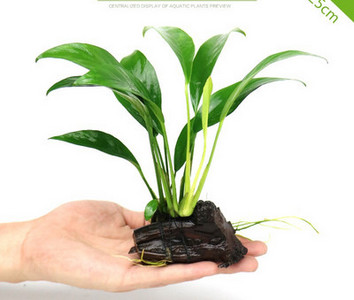 Akvaariumi dekoratiivsed rohelised lilled ja muru