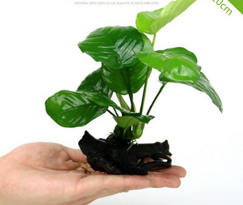 Akvaariumi dekoratiivsed rohelised lilled ja muru