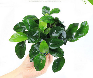 Akvaariumi dekoratiivsed rohelised lilled ja muru