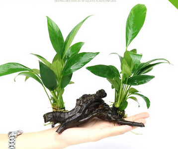 Akvaariumi dekoratiivsed rohelised lilled ja muru