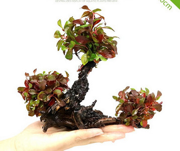 Akvaariumi dekoratiivsed rohelised lilled ja muru